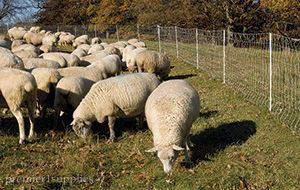 white fiberglass fence post for electric netting