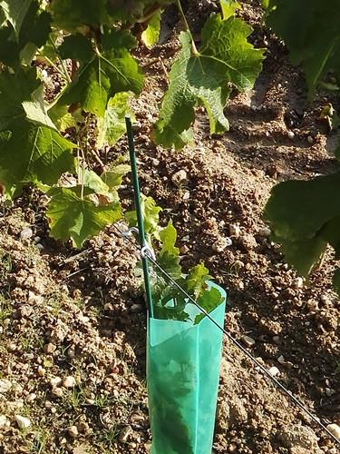 Fiberglass Vineyard Grape Nursery Training Stakes